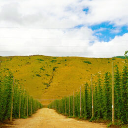 New Zealand Hops Farm