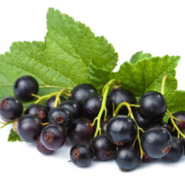 Blackcurrant Wine